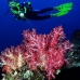 coral_soft_arch_v_0705_png1014.jpg